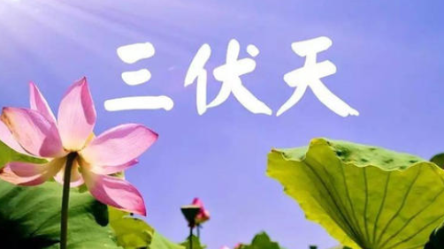 入伏，或开启蒸煮模式-香蕉视频APP破解版香蕉视频黄下载机